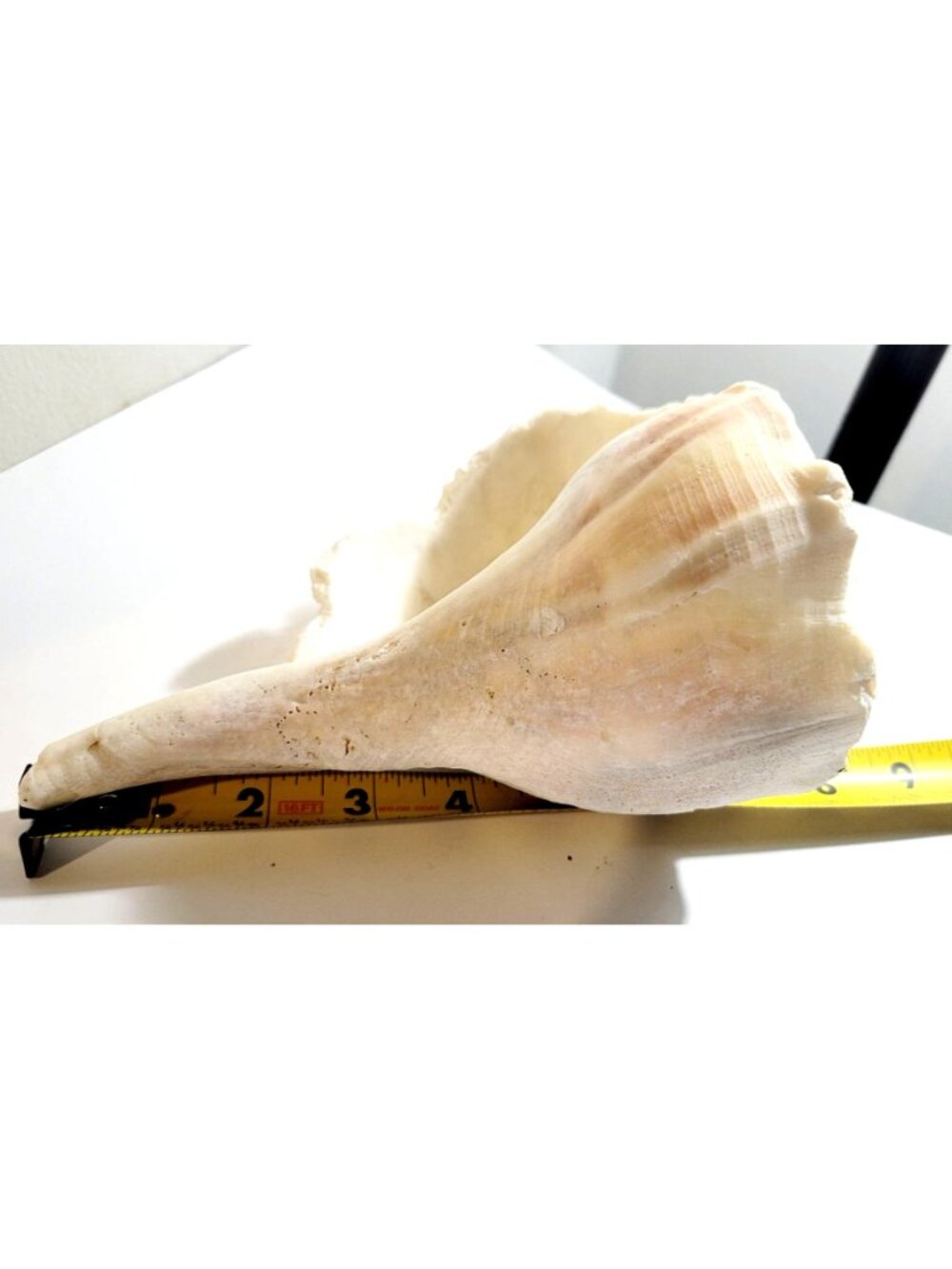 Pair of Vintage Conch Shells Beach House Decor 7.5" or Crafters Seashells - Picture 11 of 14
